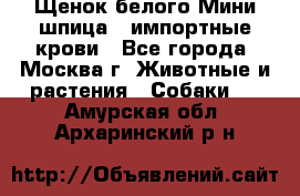 Щенок белого Мини шпица , импортные крови - Все города, Москва г. Животные и растения » Собаки   . Амурская обл.,Архаринский р-н